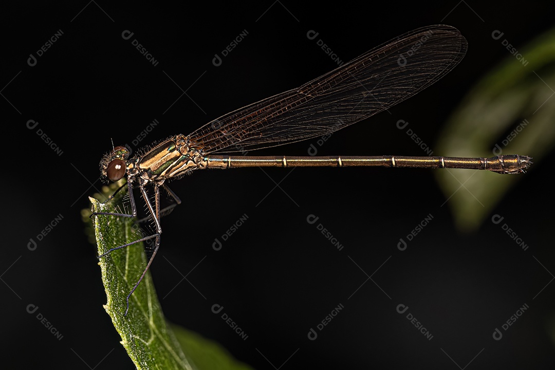Libelinha-de-asa-larga adulta da família Calopterygidae.