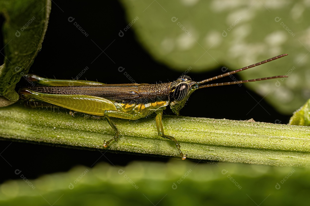 Gafanhoto palito adulto da espécie Stenopola puncticeps.