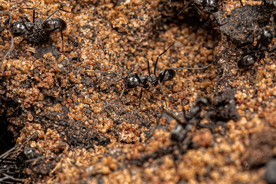 Formigas piramidais adultas do gênero Dorymyrmex.