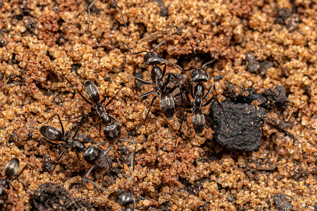 Formigas piramidais adultas do gênero Dorymyrmex.