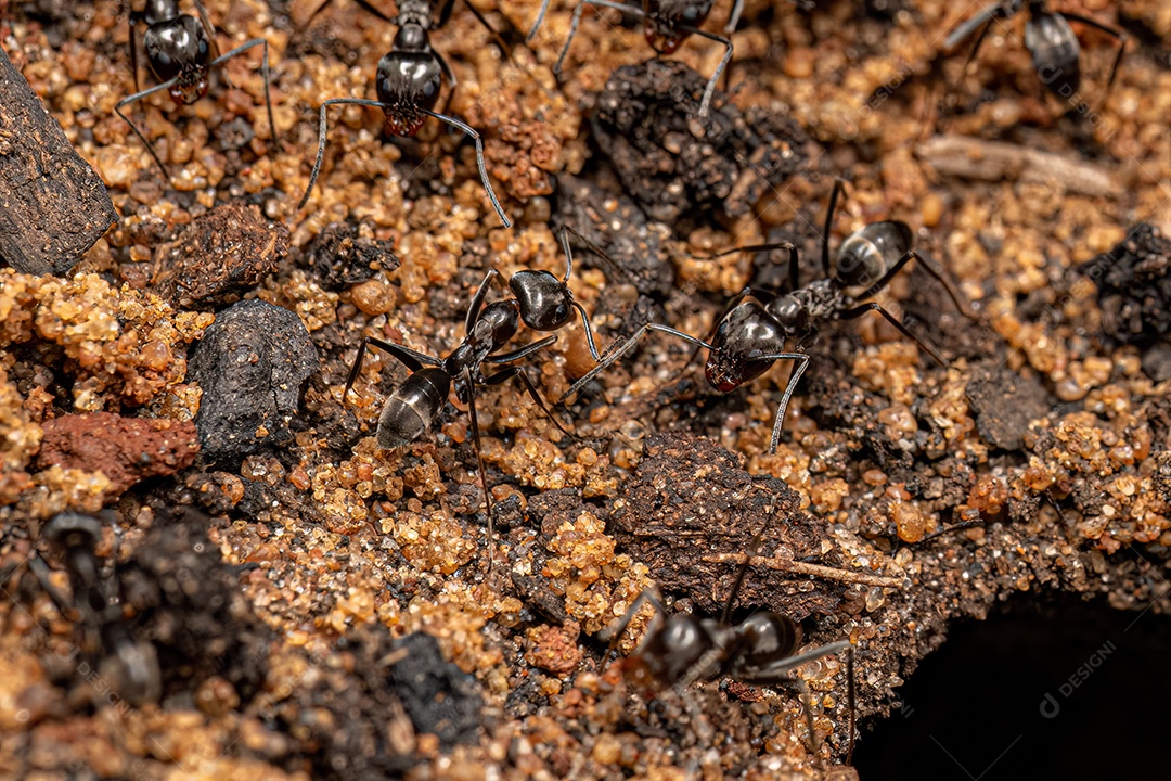 Formigas piramidais adultas do gênero Dorymyrmex.