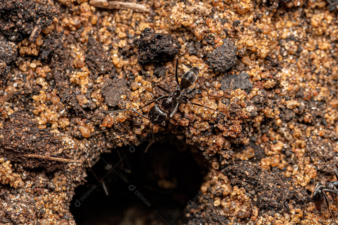 Formigas piramidais adultas do gênero Dorymyrmex.