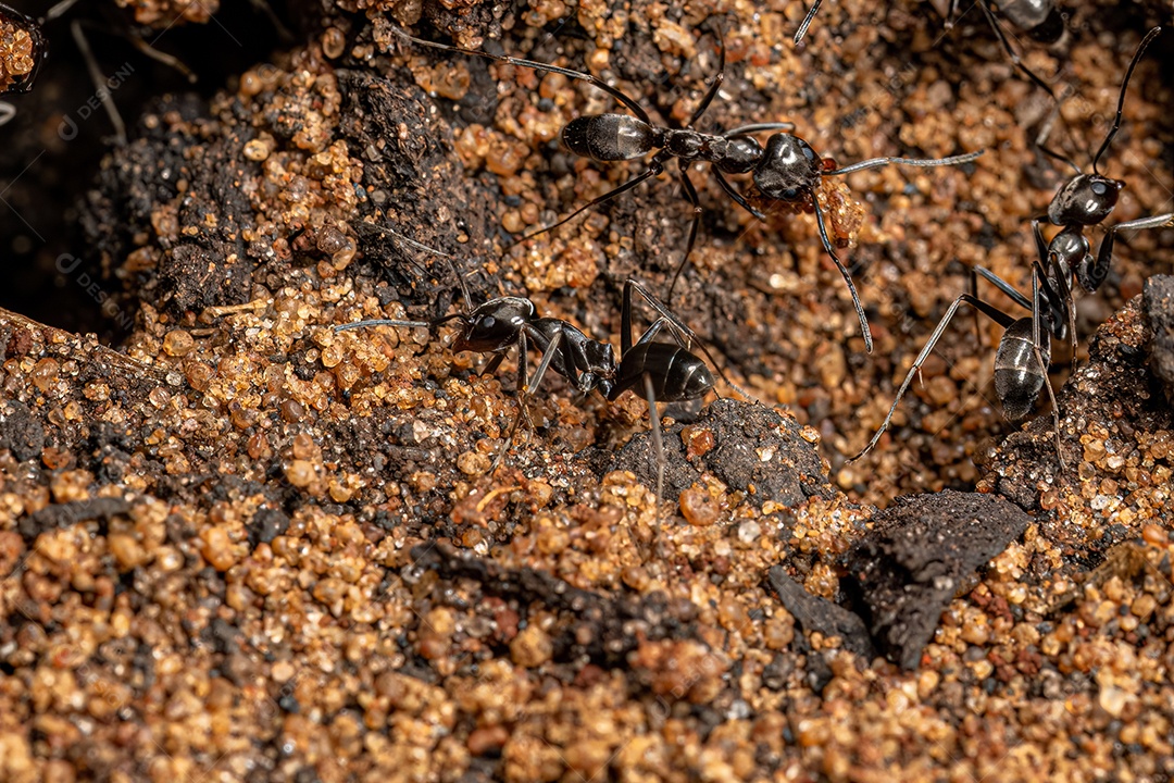Formigas piramidais adultas do gênero Dorymyrmex.