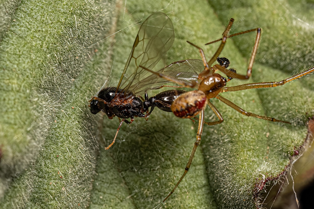 Pequena aranha teia de aranha macho da família Theridiidae atacando uma formiga mirmicina adulta macho da subfamília Myrmicinae.