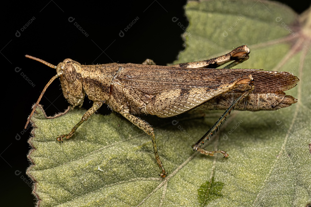 Gafanhoto de chifre curto adulto da tribo Abracrini.