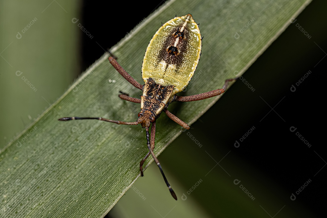 Ninfa de Pernalonga da espécie Athaumastus haematicus.