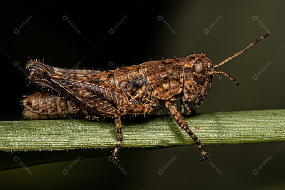 Inseto gafanhoto da subfamília Melanoplinae.