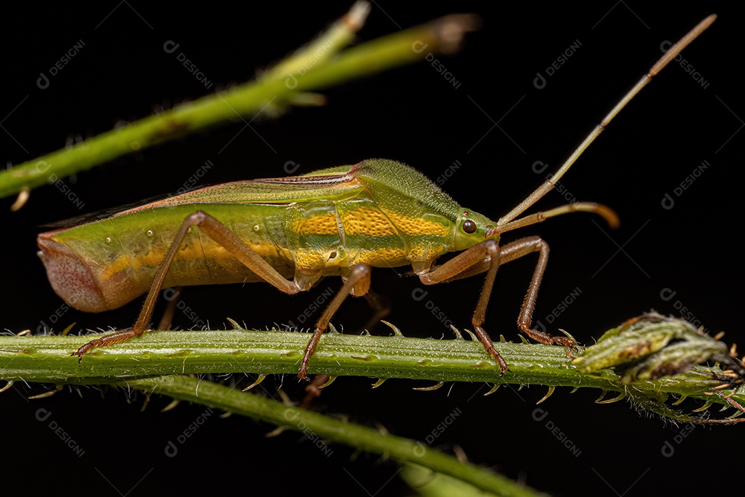Inseto de patas folhosas adulto do gênero Savius.