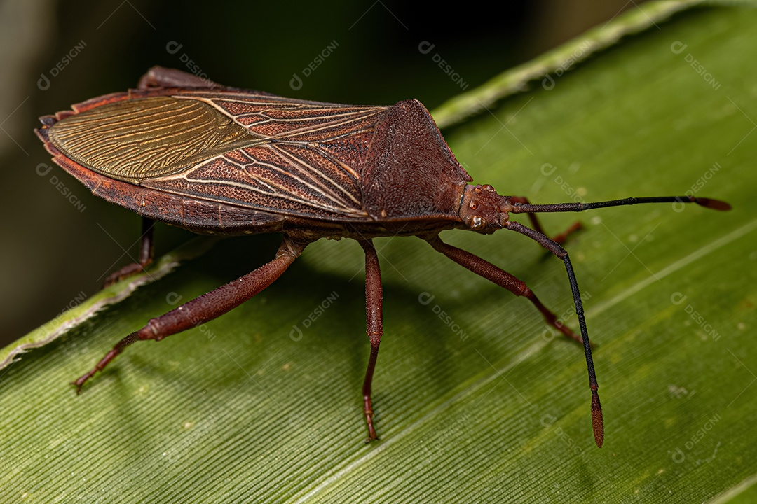 Inseto-pé-de-folha adulto da espécie Athaumastus haematicus.