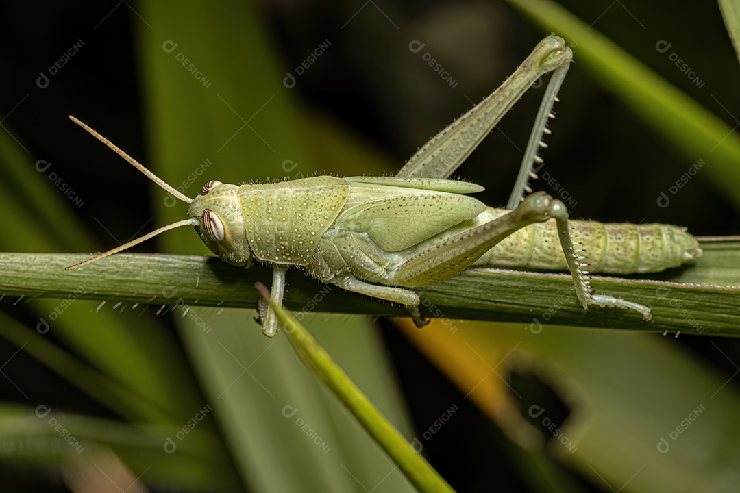 Pássaro Gafanhoto Ninfa da espécie Schistocerca pallens.