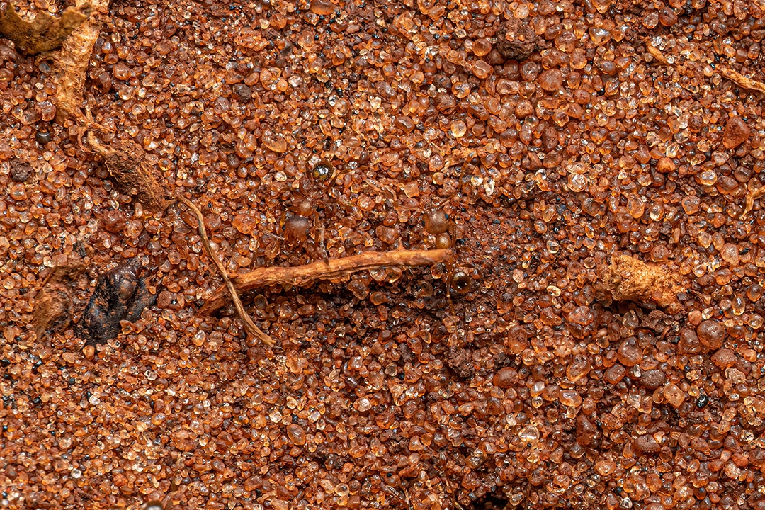 Formigas cabeçudas fêmeas adultas do gênero Pheidole.