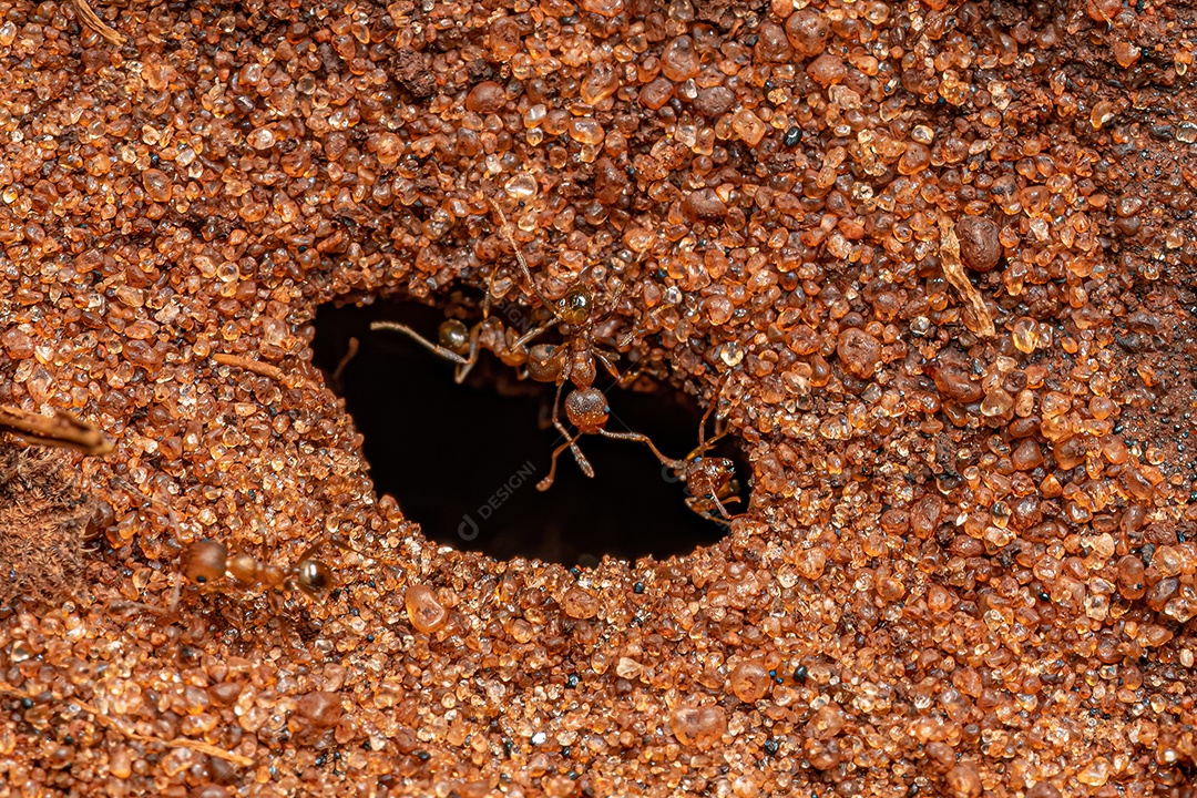 Formigas cabeçudas fêmeas adultas do gênero Pheidole.