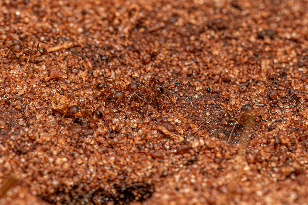 Formigas cabeçudas fêmeas adultas do gênero Pheidole.