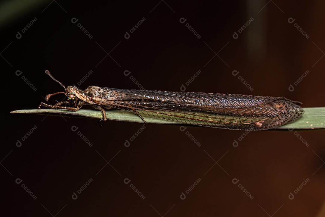 Antlion de cauda longa adulto da espécie Ameromyia tendinosa.