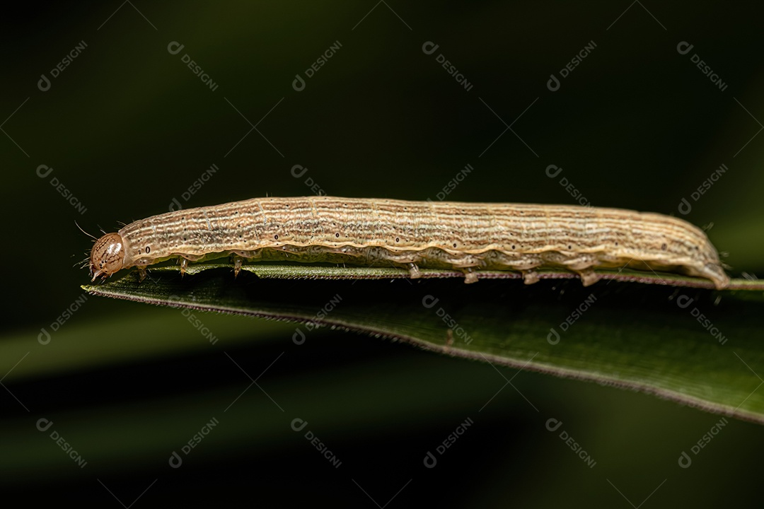 Lagarta de mariposa pequena da ordem Lepidoptera.