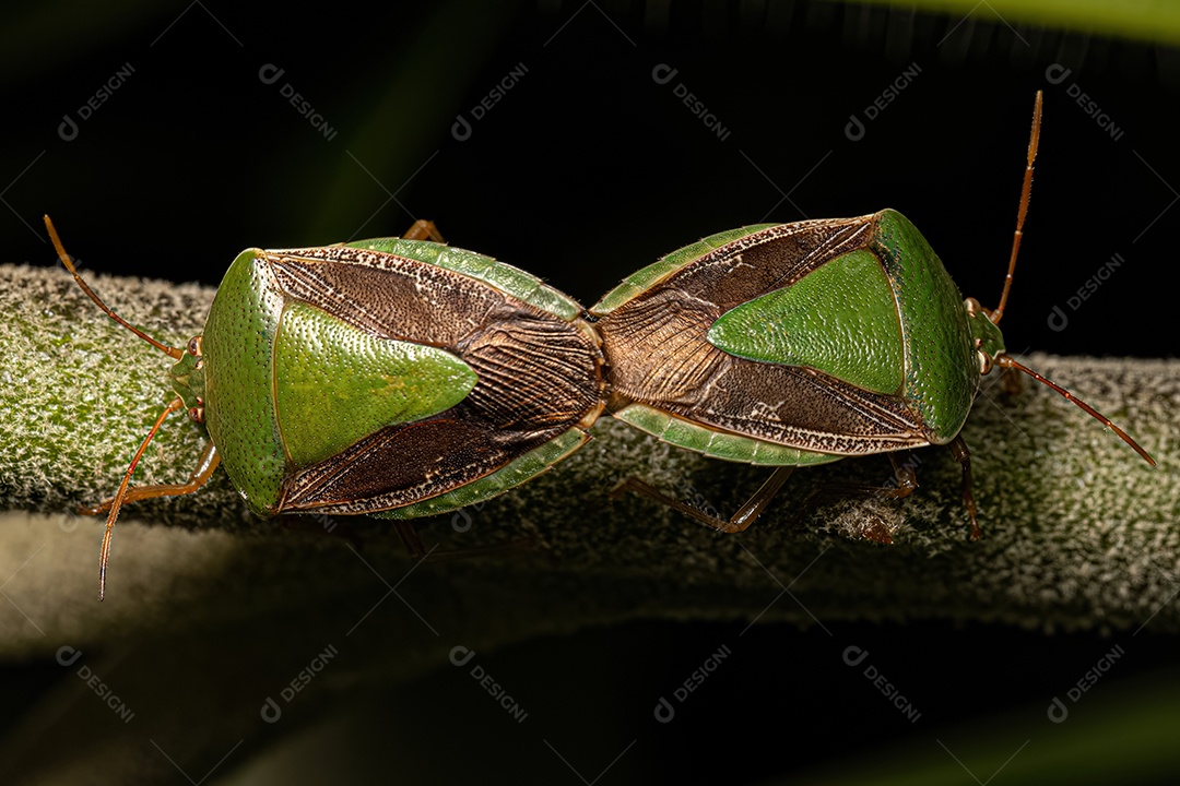 Ninfa de percevejos do gênero Edessa.