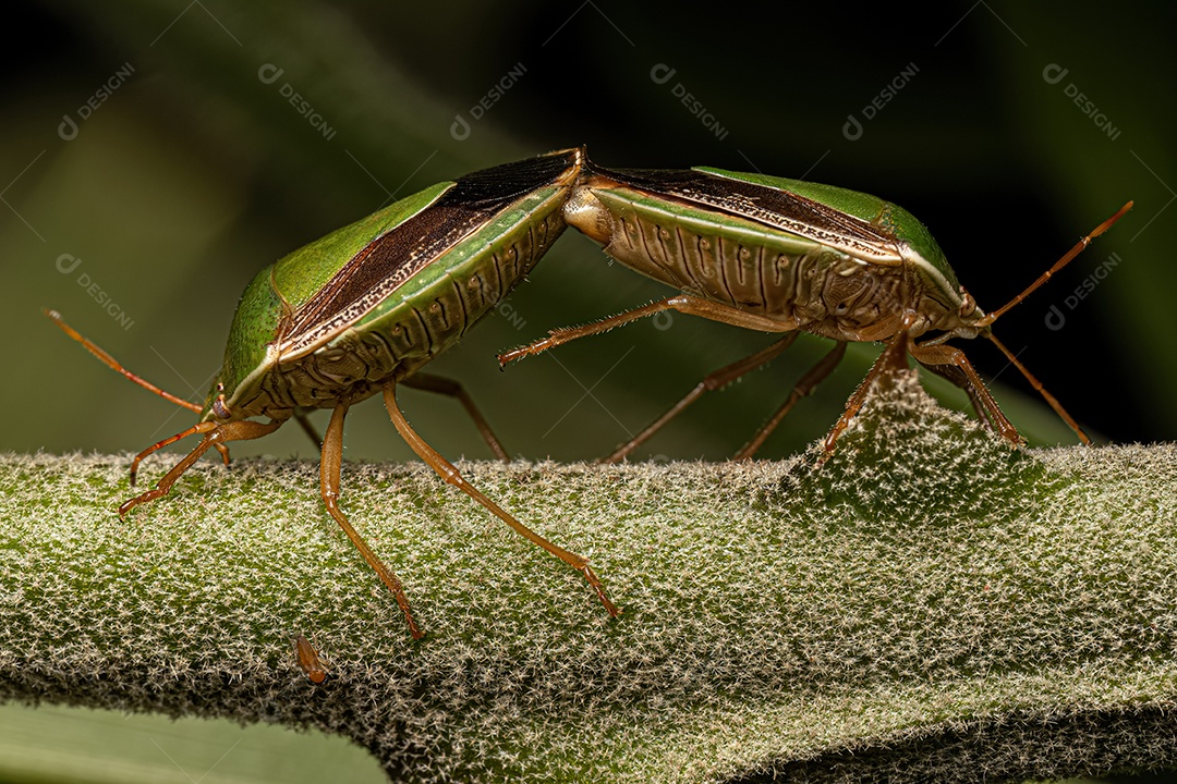 Ninfa de percevejos do gênero Edessa.