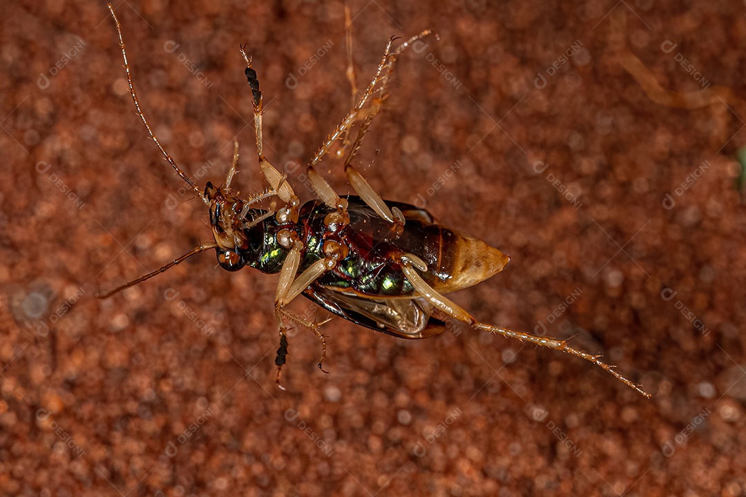 Besouro-tigre metálico adulto do gênero Tetracha capturado na teia de uma aranha viúva-marrom.