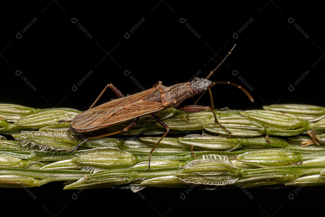 Inseto de semente cor de sujeira adulto da subfamília Rhyparochrominae.