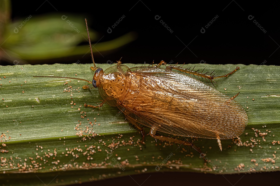 Barata de madeira adulta da família Ectobiidae.