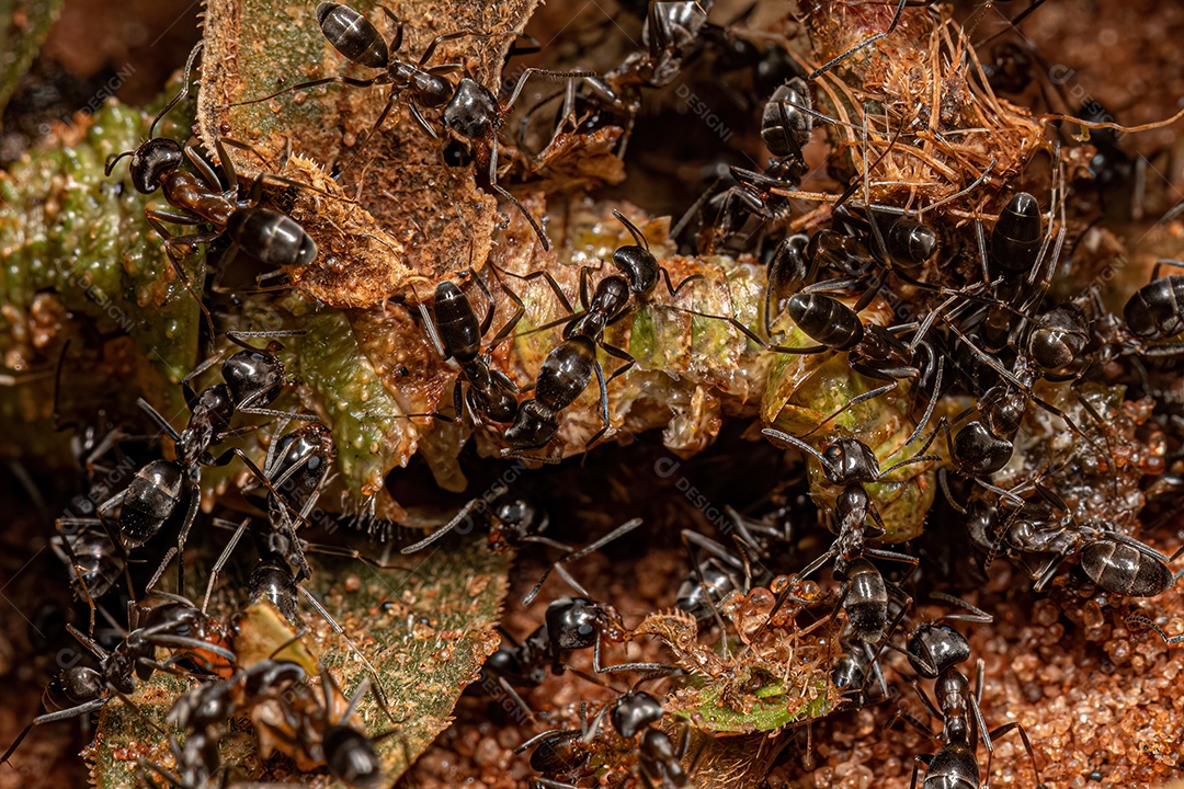 Formigas-pirâmide adultas do gênero Dorymyrmex comendo um gafanhoto morto.