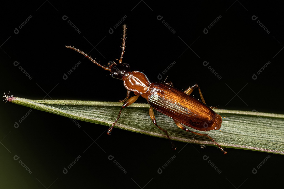 Besouro terrestre adulto da subfamília Lebiinae.