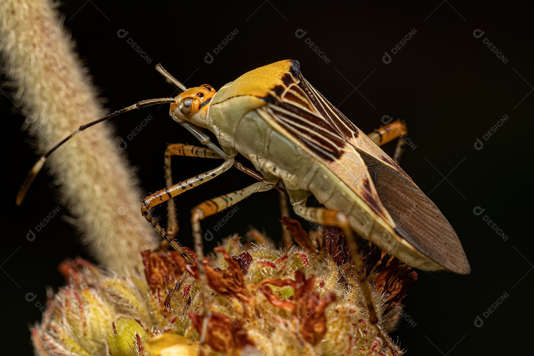 Inseto adulto da espécie Hypselonotus fulvus.