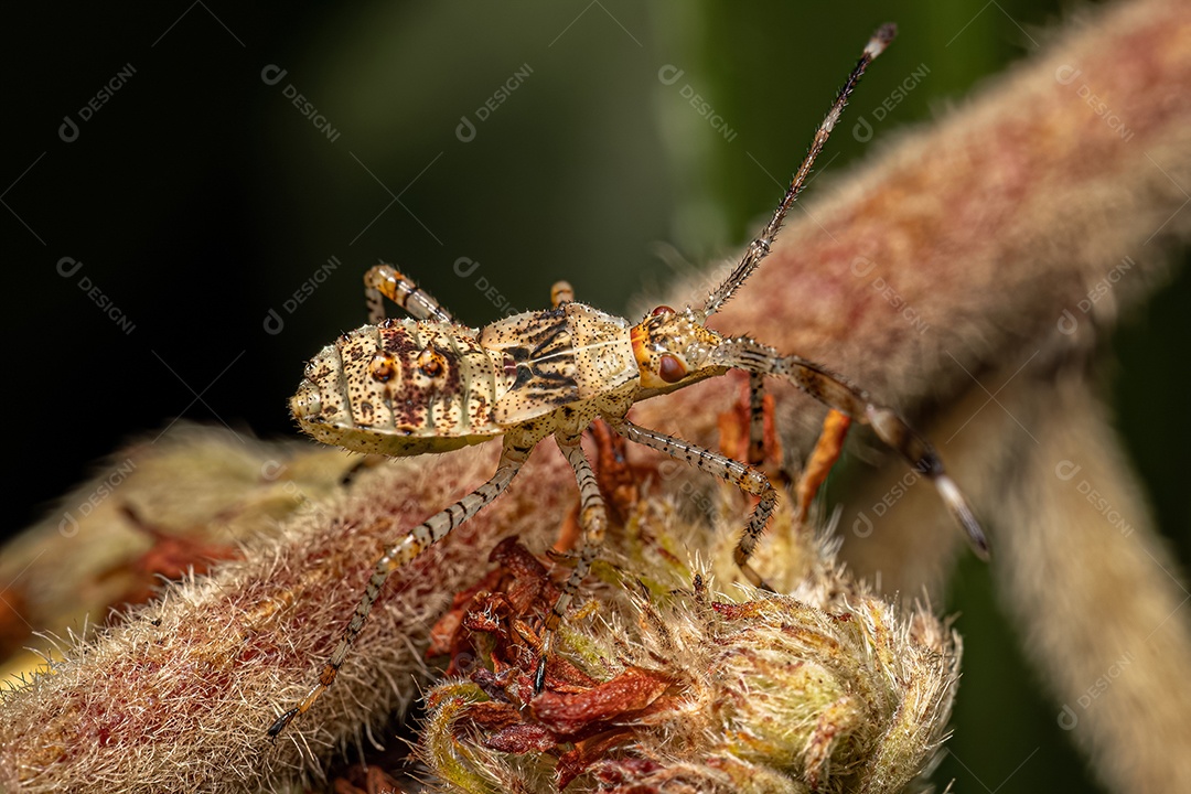 Ninfa do inseto com pés de folha da espécie Hypselonotus fulvus.