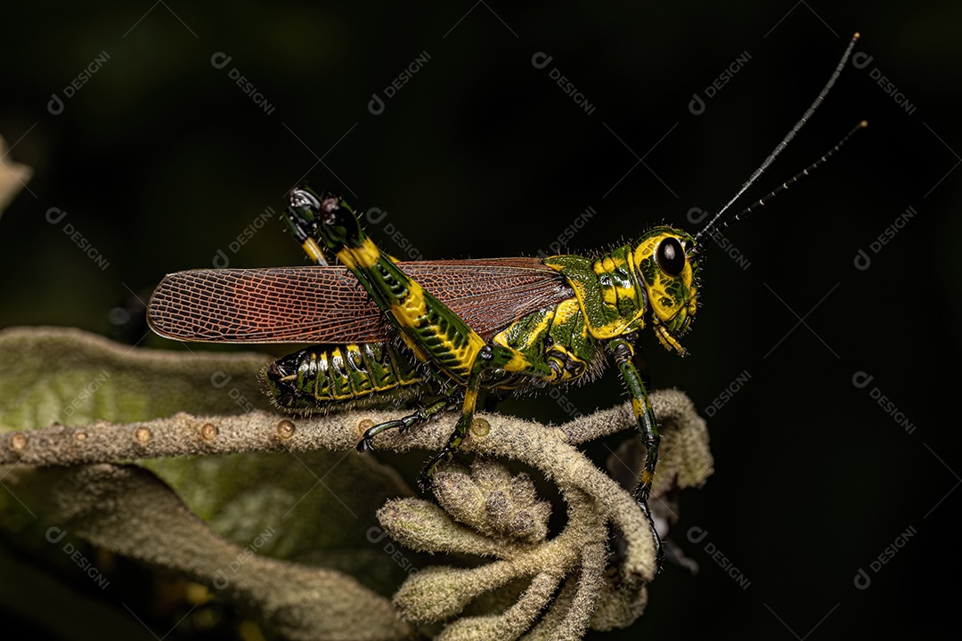 Soldado adulto Gafanhoto da espécie Chromacris speciosa.