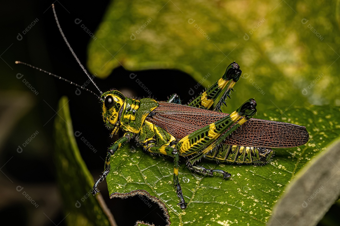 Soldado adulto Gafanhoto da espécie Chromacris speciosa.