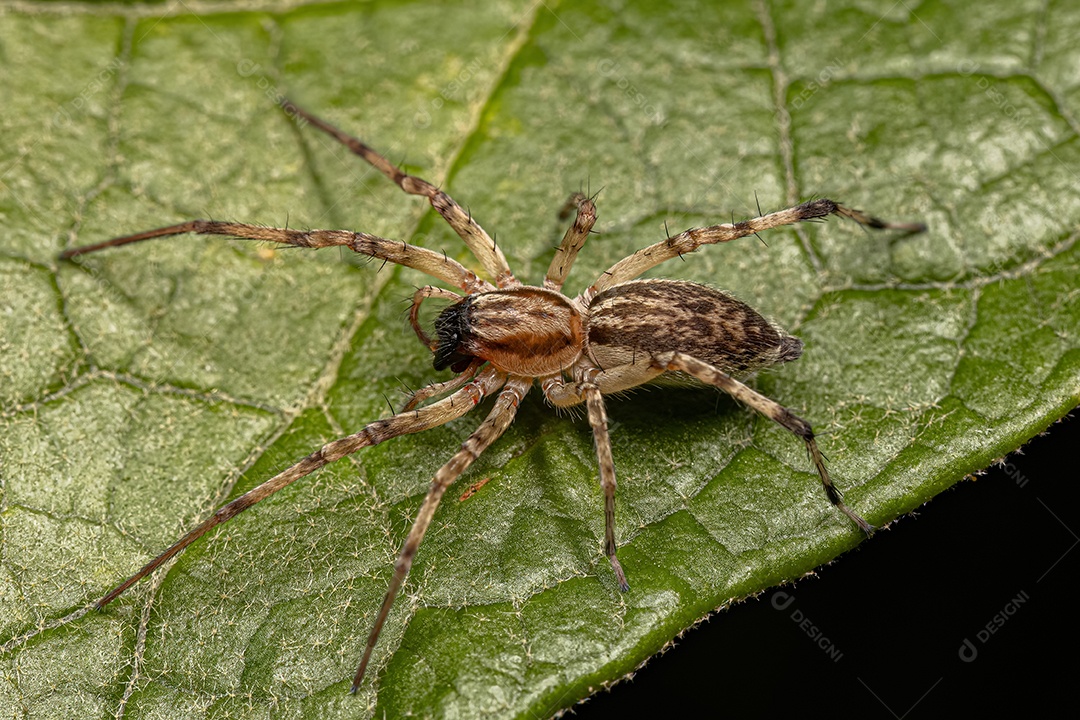 Aranha fantasma fêmea adulta da família Anyphaenidae.
