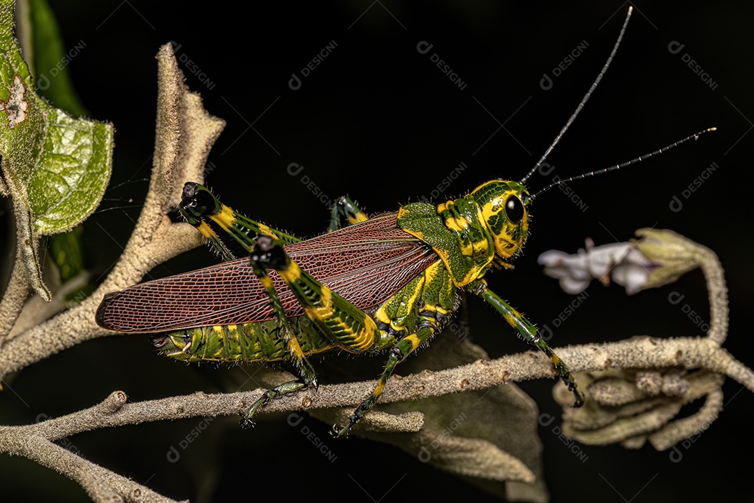 Soldado adulto Gafanhoto da espécie Chromacris speciosaa.