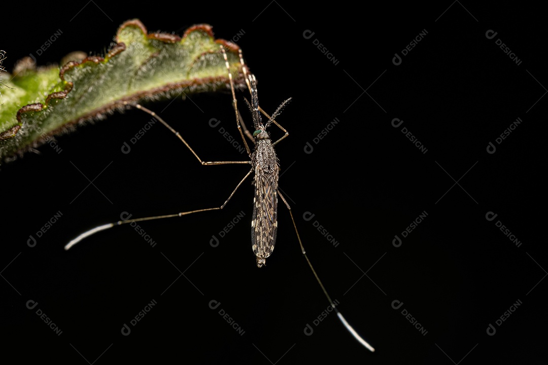 Mosquito adulto da malária do gênero Anopheles.