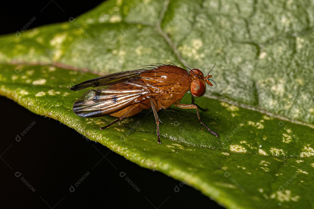 Mosca Lauxaniid adulta da família Lauxaniidae.