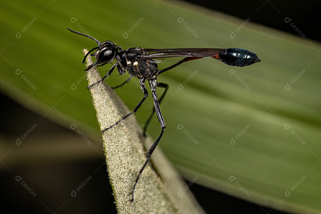 Vespa de areia de cintura fina adulta do gênero Ammophila.