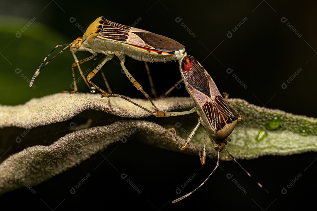 Insetos adultos da espécie Hypselonotus fulvus acasalamento.