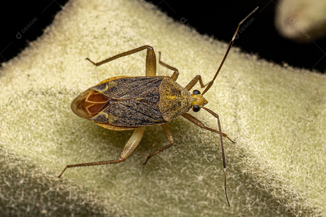 Pequeno Inseto Planta Adulto da Tribo Mirini.