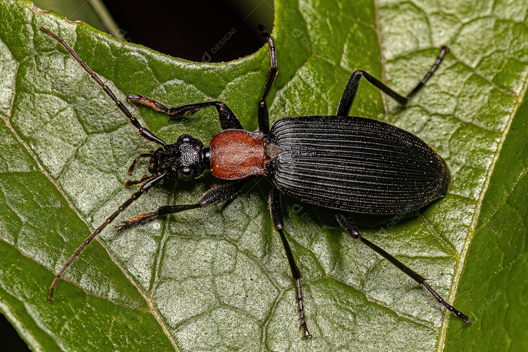 Falso Besouro Bombardier Adulto do Gênero Galerita.