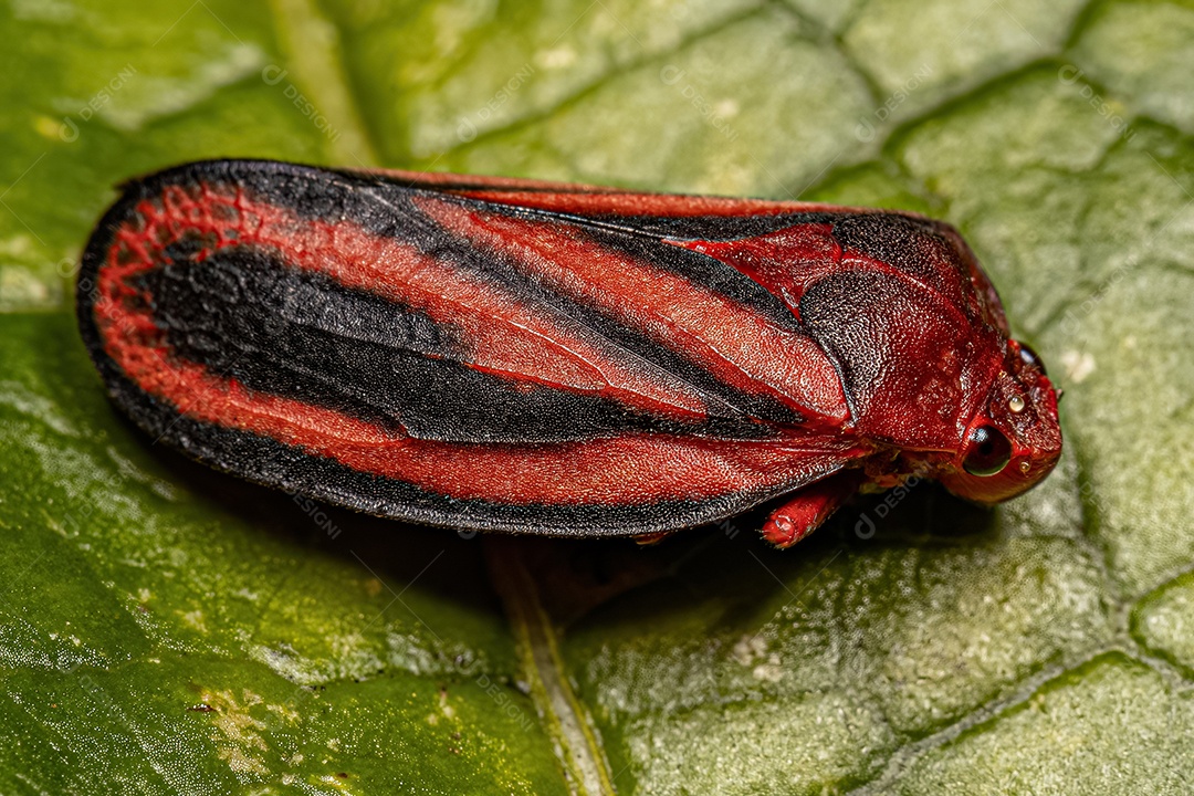 Cigarrinha adulta Inseto da família Cercopidae.