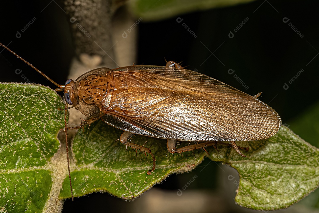 Barata de madeira adulta da família Ectobiidae.