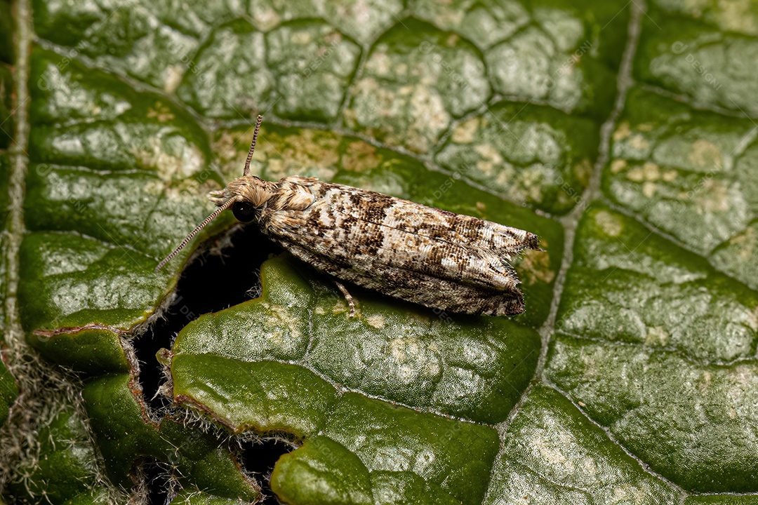 Mariposa enroladora de folhas tortricida adulta da família Tortricidae.