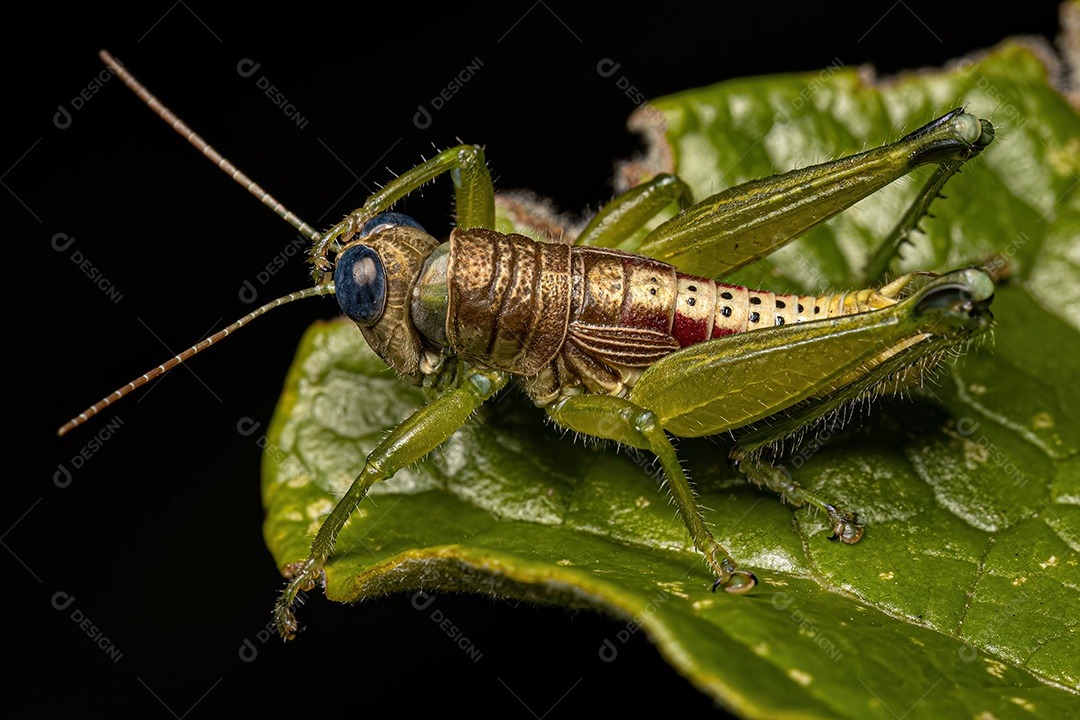 Inseto gafanhoto da subfamília Melanoplinae.