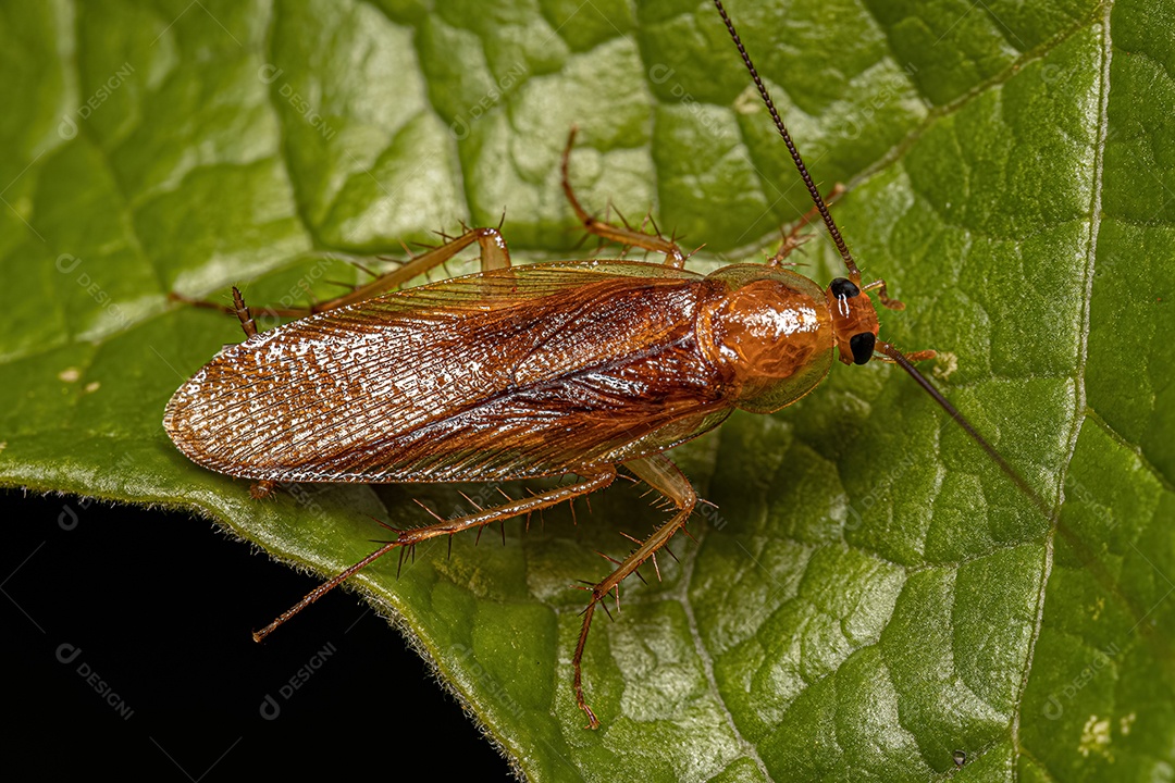 Barata de madeira adulta da família Ectobiidae.
