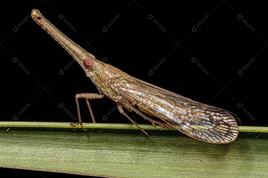 Adulto Dictyopharid Planthopper Inseto da família Dictyopharidae que se parece com um gavial ou crocodilo.