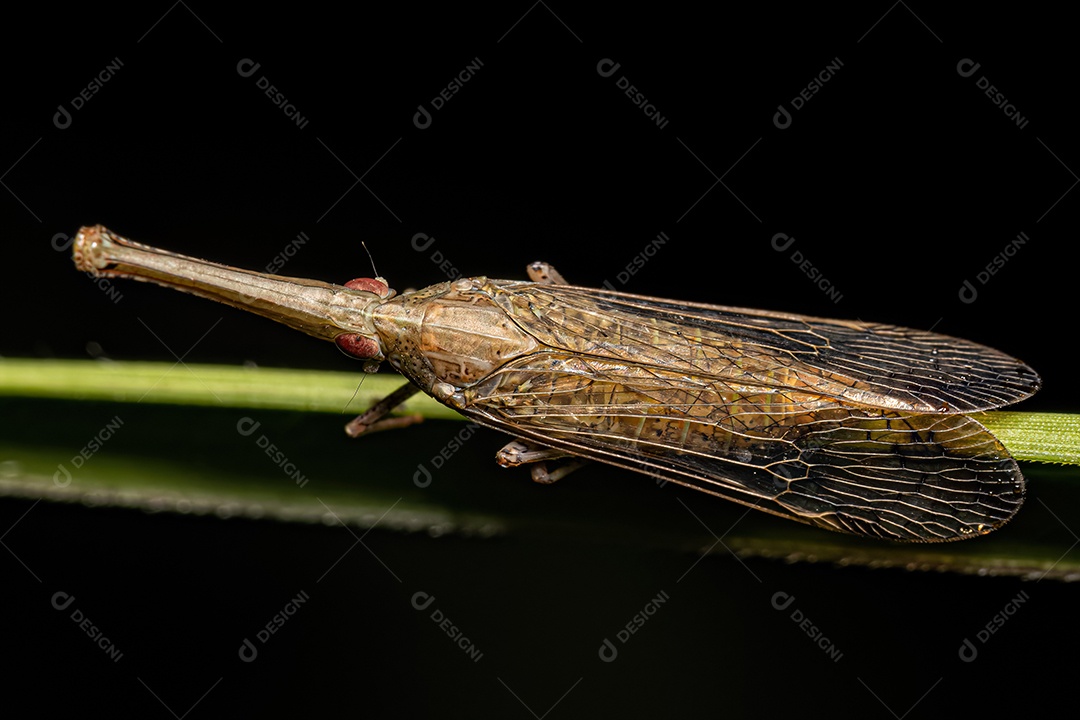 Adulto Dictyopharid Planthopper Inseto da família Dictyopharidae que se parece com um gavial ou crocodilo.