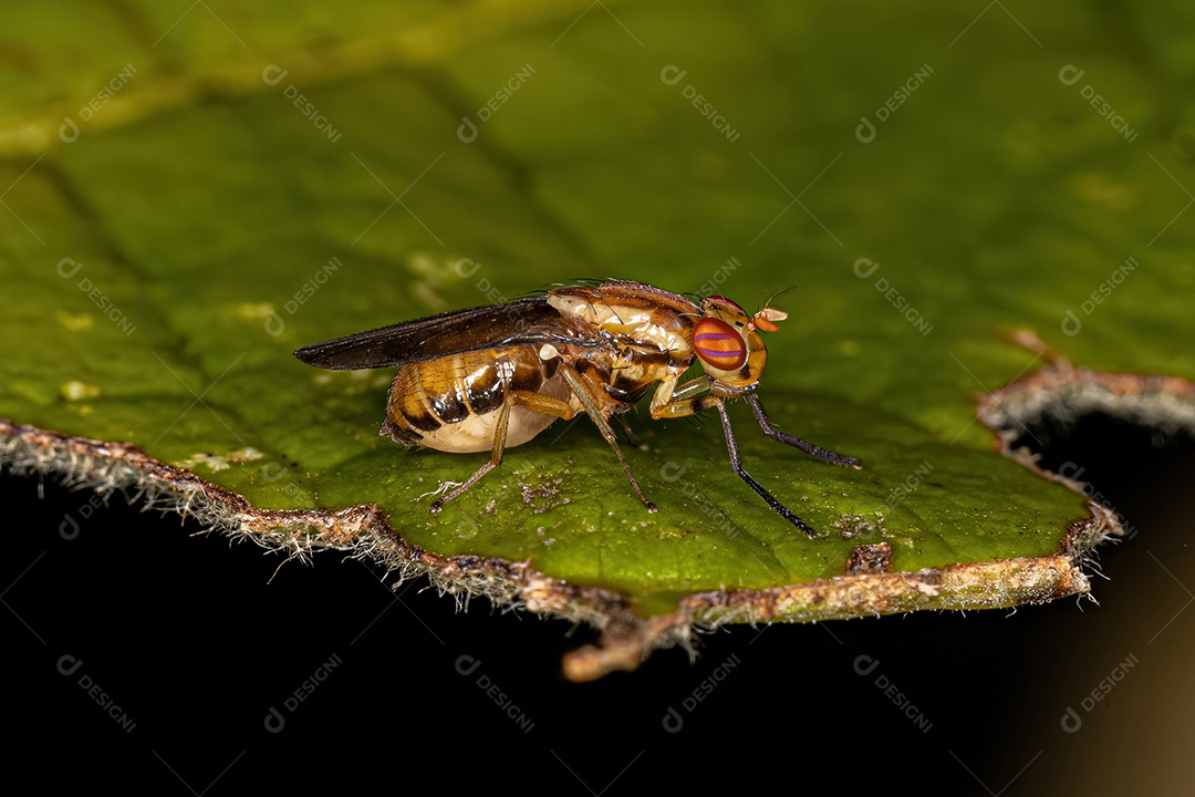 Mosca Lauxaniid adulta da família Lauxaniidae.