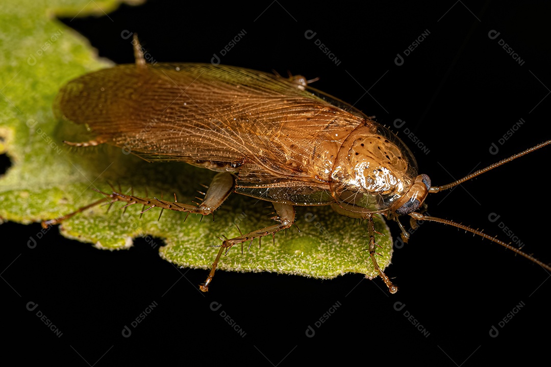 Barata de madeira adulta da família Ectobiidae.