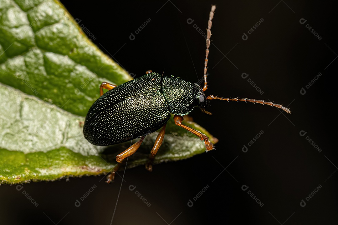 Besouro da folha adulto da subfamília Eumolpinae.