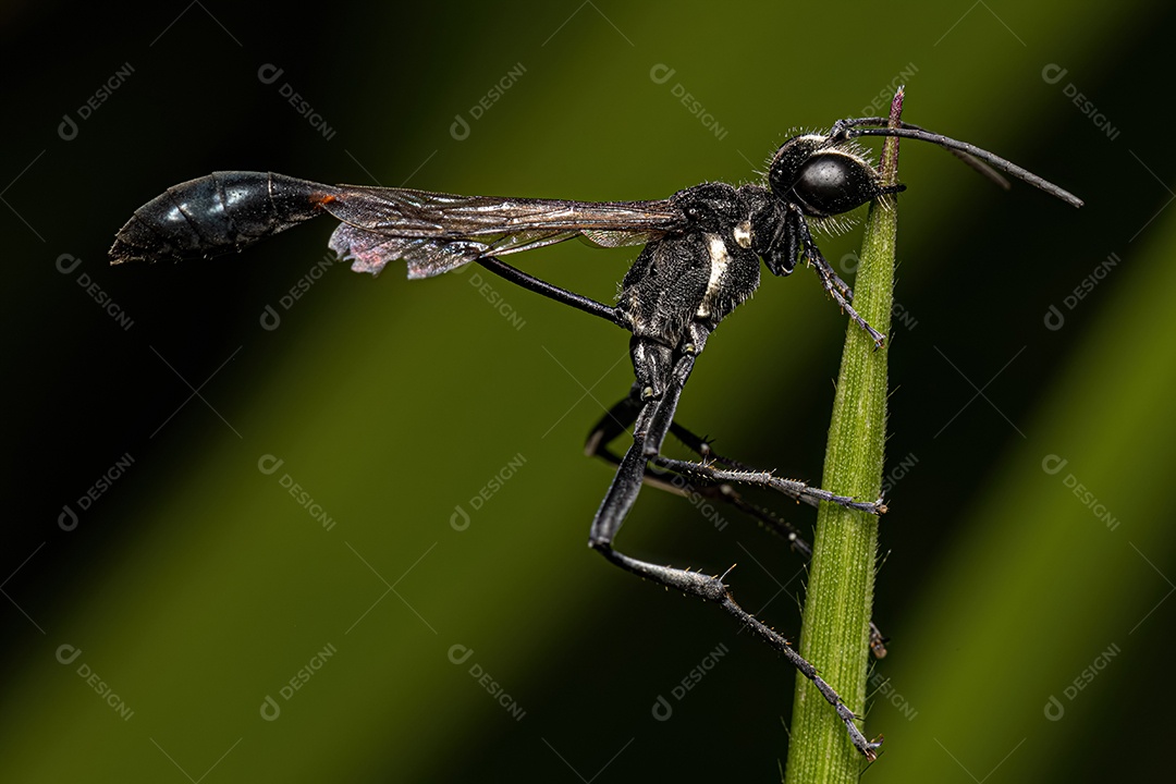 Vespa de areia de cintura fina adulta do gênero Ammophila.