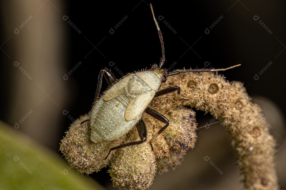 Planta Inseto Ninfa da Família Miridae.